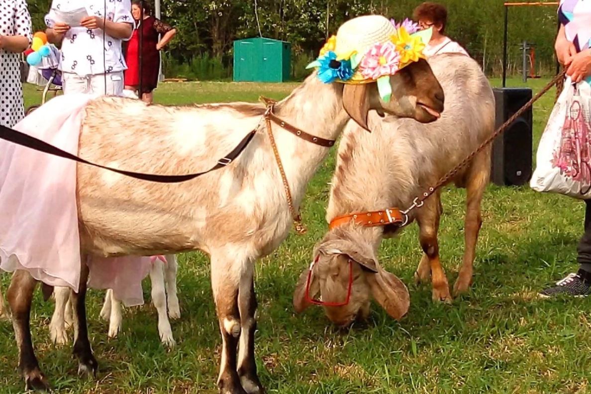 Утро в Ижевске: голая женщина на улице, конкурс на самую красивую козу и  последствия пенной вечеринки - KP.RU